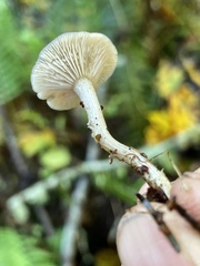 Clitocybe salmonilamella