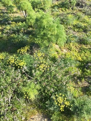 Lomatium insulare