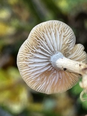 Clitocybe salmonilamella