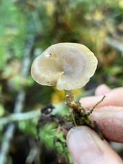 Clitocybe salmonilamella