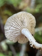 Clitocybe salmonilamella