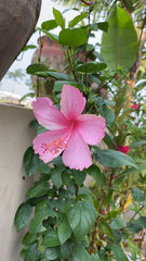 Hibiscus rosa-sinensis