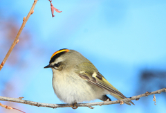 Regulus satrapa satrapa