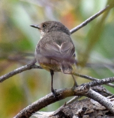 Acanthiza inornata