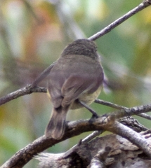 Acanthiza inornata