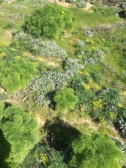 Eriogonum grande timorum