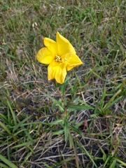 Oenothera laciniata
