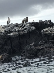 Spheniscus mendiculus