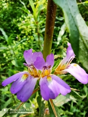 Hygrophila auriculata
