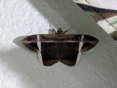 Hemeroblemma mexicana