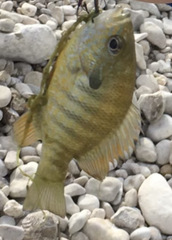 Lepomis aquilensis