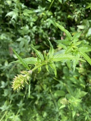 Cedronella canariensis