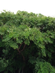 Cnidoscolus megacanthus