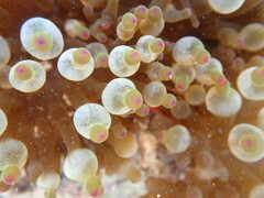 Entacmaea quadricolor