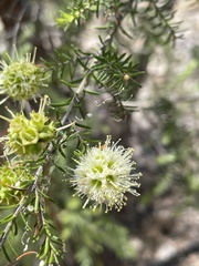 Kunzea glabrescens