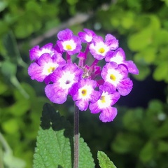 Lantana montevidensis