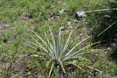 Dasylirion berlandieri