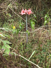 Hippeastrum stylosum