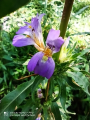 Hygrophila auriculata