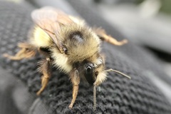Bombus flavifrons