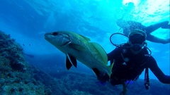 Sciaena umbra