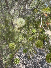 Kunzea glabrescens