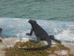 Amblyrhynchus cristatus