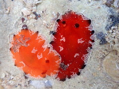 Platydoris dierythros