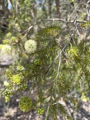 Kunzea glabrescens