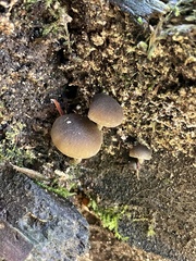 Simocybe serrulata