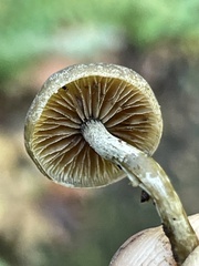 Simocybe serrulata