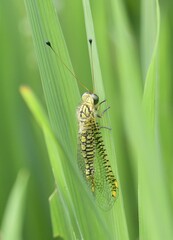 Ogcogaster segmentator