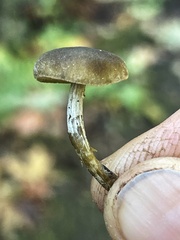 Simocybe serrulata
