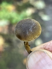 Simocybe serrulata