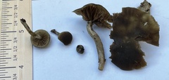 Simocybe serrulata