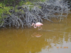 Phoenicopterus ruber