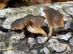 Simocybe serrulata