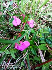 Impatiens