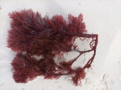 Callophycus oppositifolius
