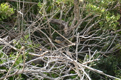 Laniarius ferrugineus ferrugineus