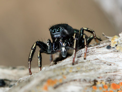 Heliophanus chovdensis