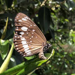 Euploea core corinna