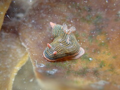 Chromodoris
