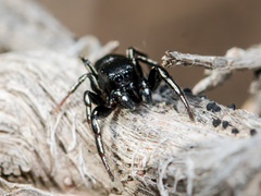 Heliophanus chovdensis