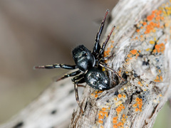 Heliophanus chovdensis