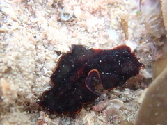 Polycladida