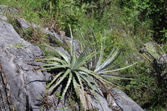 Dasylirion berlandieri