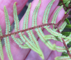 Gleichenia ×punctulata