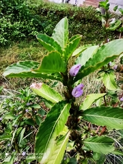 Hygrophila