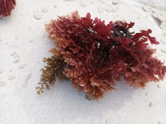 Callophycus harveyanus
